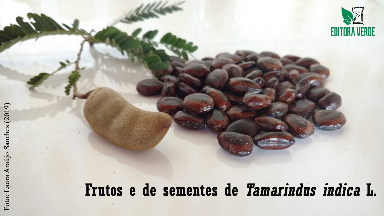 Aspectos biométricos de frutos e de sementes de Tamarindus indica L.