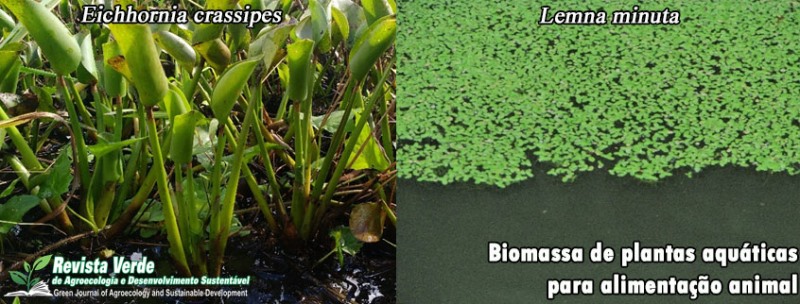 Biomassa de Eichhornia crassipes e Lemna minuta para alimentação animal
