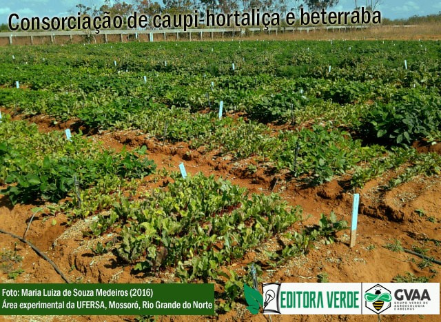 Consorciação de caupi-hortaliça e beterraba sob diferentes quantidades de flor-de-seda incorporadas ao solo