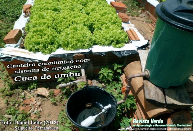 Alface em canteiro econômico integrado ao sistema de irrigação cuca de umbu no município de Salgueiro, Pernambuco