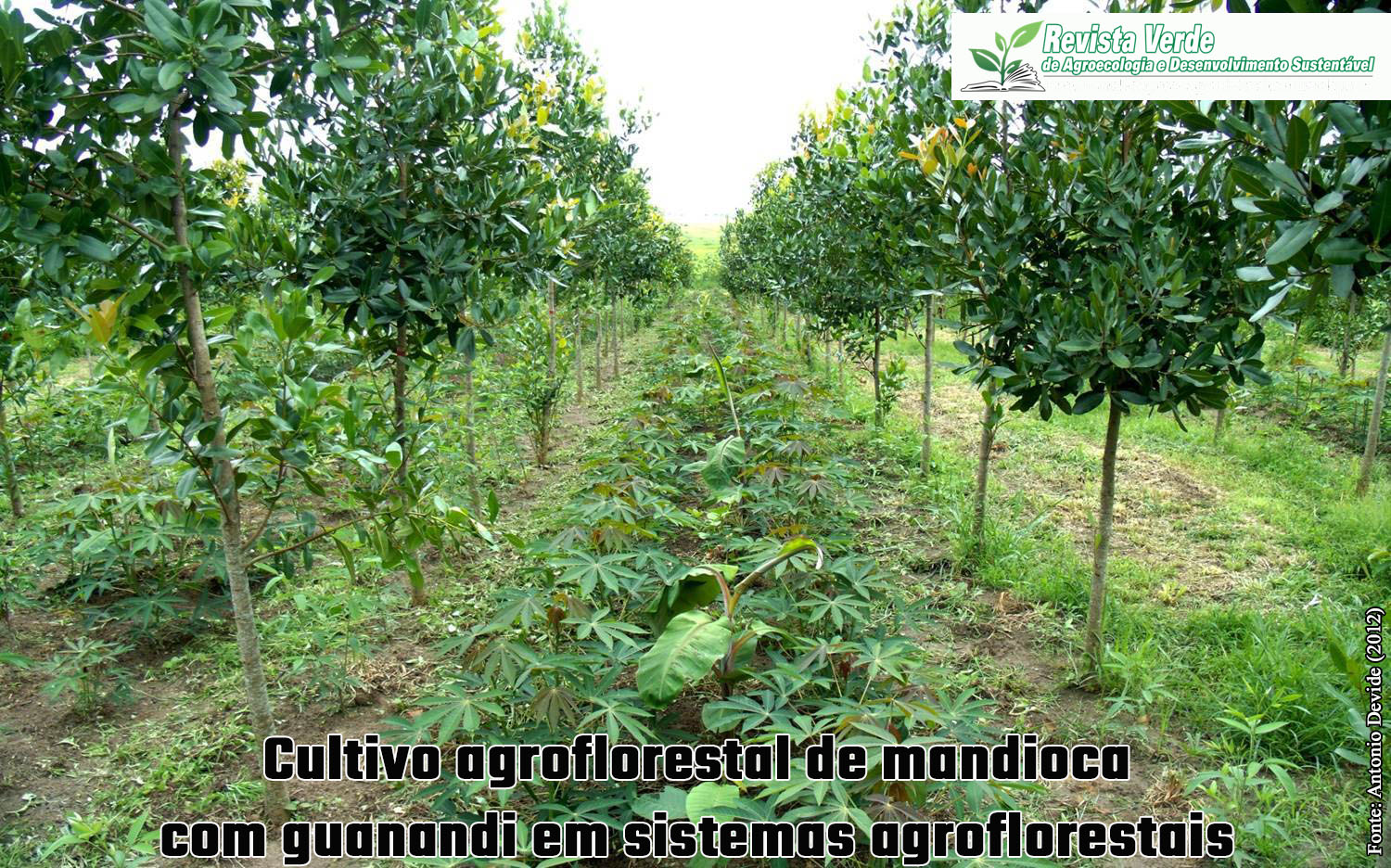 Crescimento do guanandi e produção de mandioca e araruta em sistemas agroflorestais