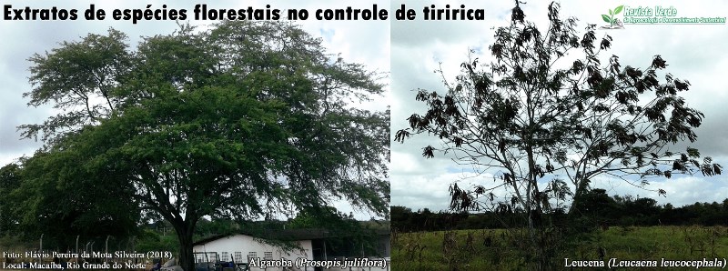 Extratos de espécies florestais como alternativa no controle de tiririca (Cyperus rotundus)