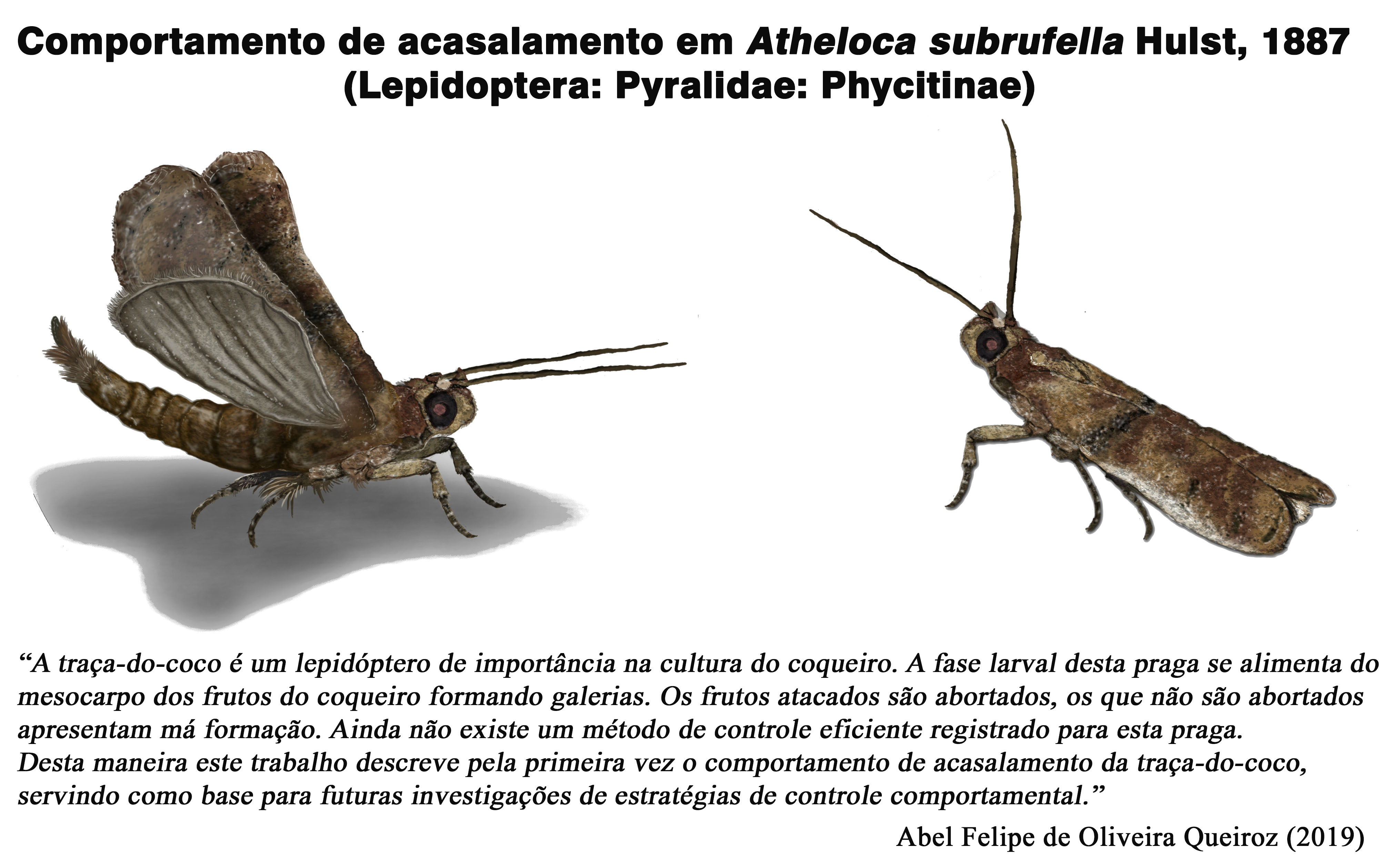 Mating behavior in Atheloca subrufella Hulst, 1887 (Lepidoptera: Pyralidae: Phycitinae)