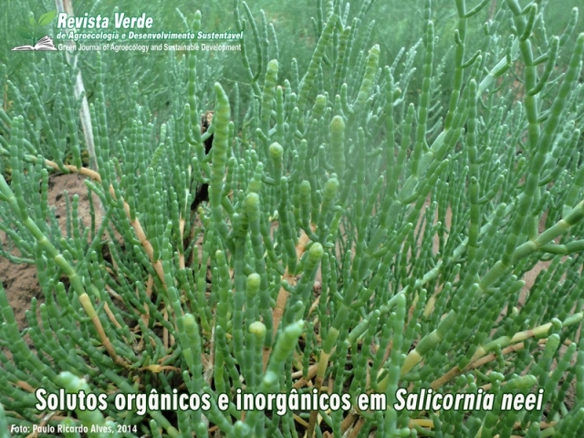 Solutos orgânicos e inorgânicos em Salicornia neei Lag. sob lâminas de irrigação e adubação no semiárido cearense