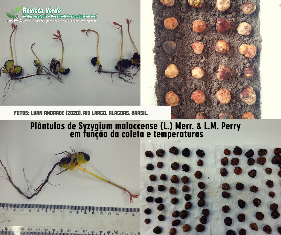 Plântulas de Syzygium malaccense (L.) Merr. & L.M. Perry em função da coleta e temperaturas