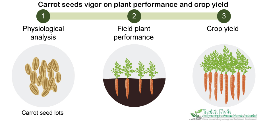 Carrot seeds vigor on plant performance and crop yield