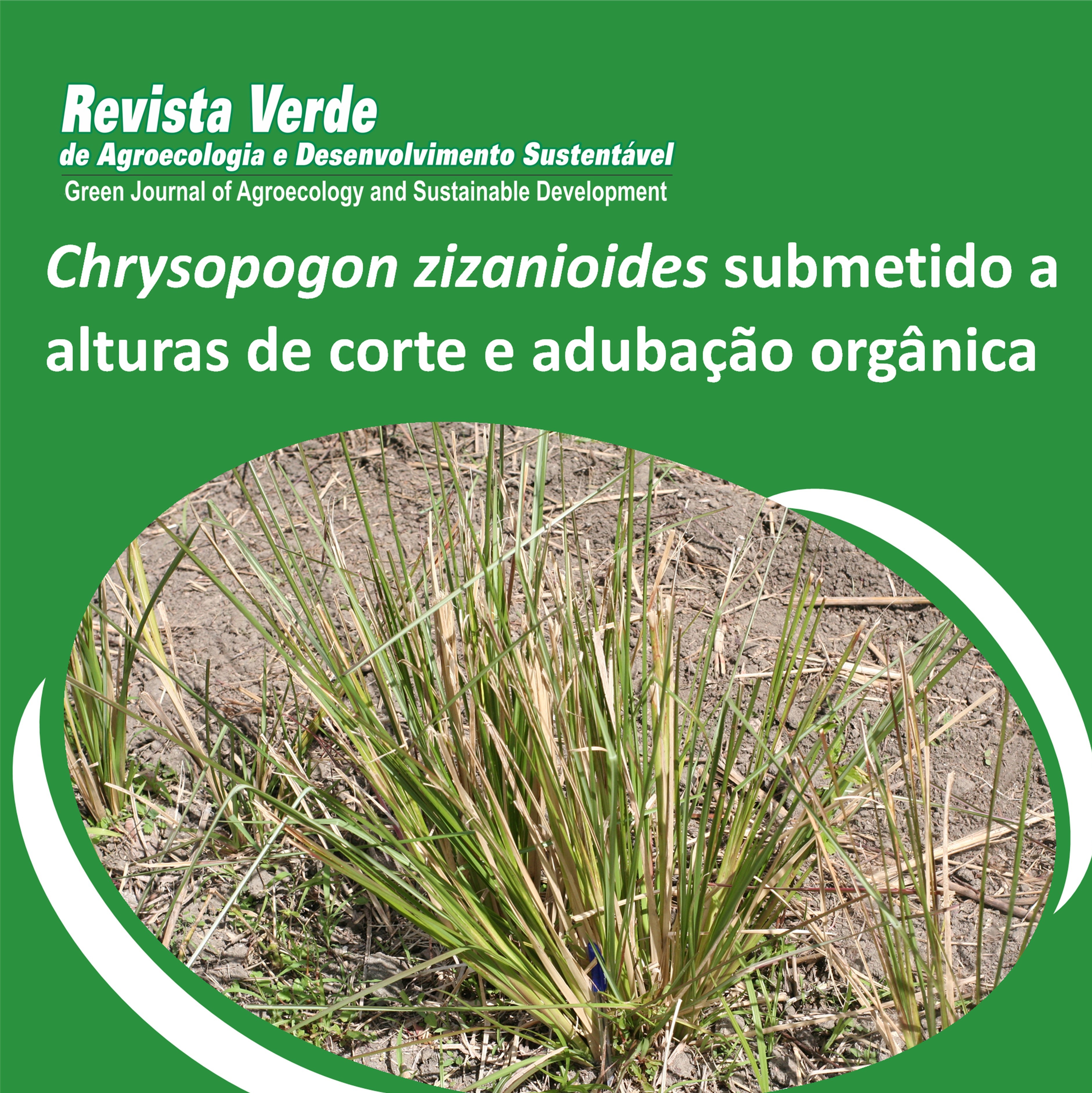 Perfilhamento e produção de biomassa de Chrysopogon zizanioides (L.) submetido a alturas de corte e adubação orgânica