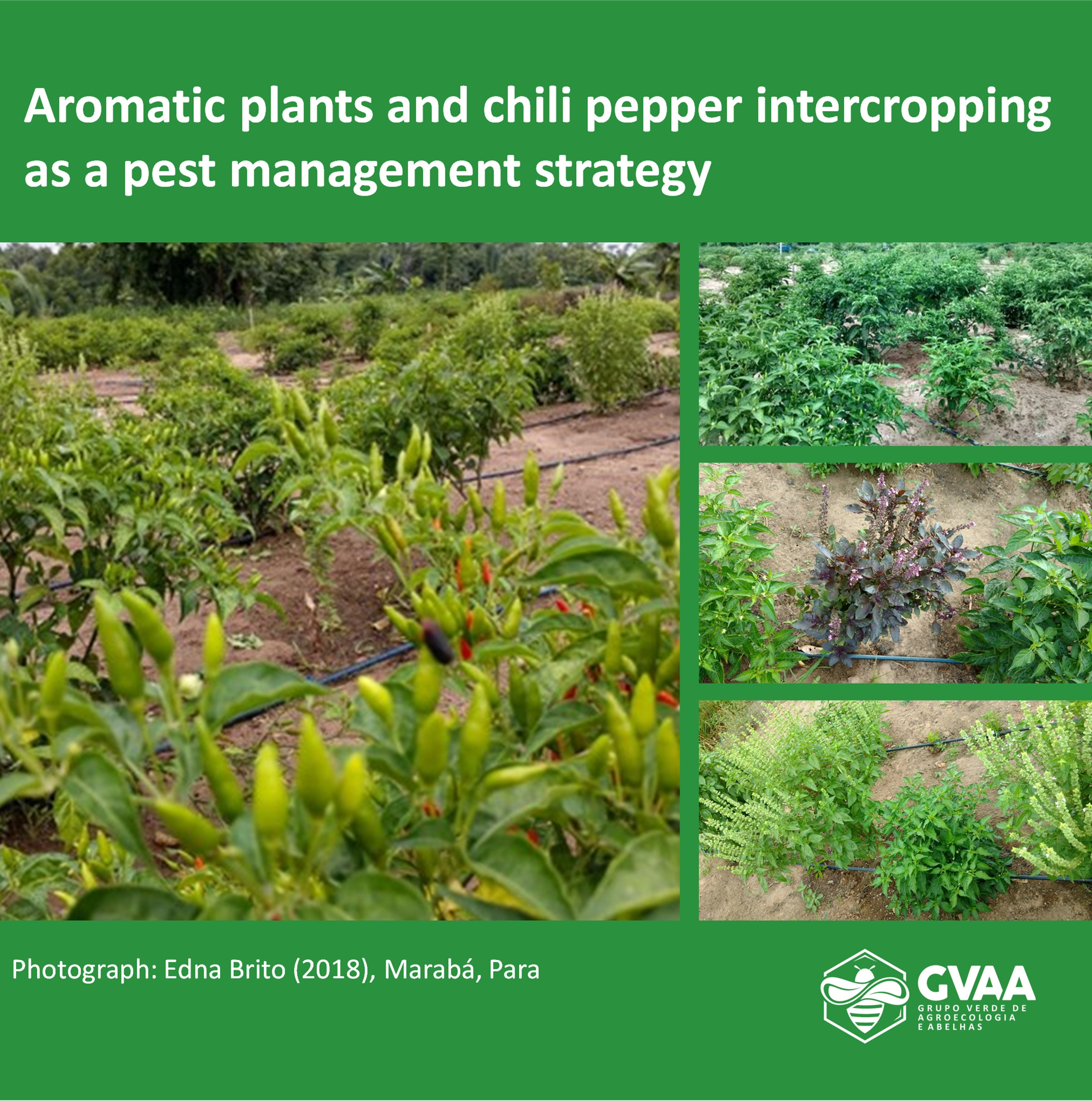 Aromatic plants and chili pepper intercropping as a pest management strategy