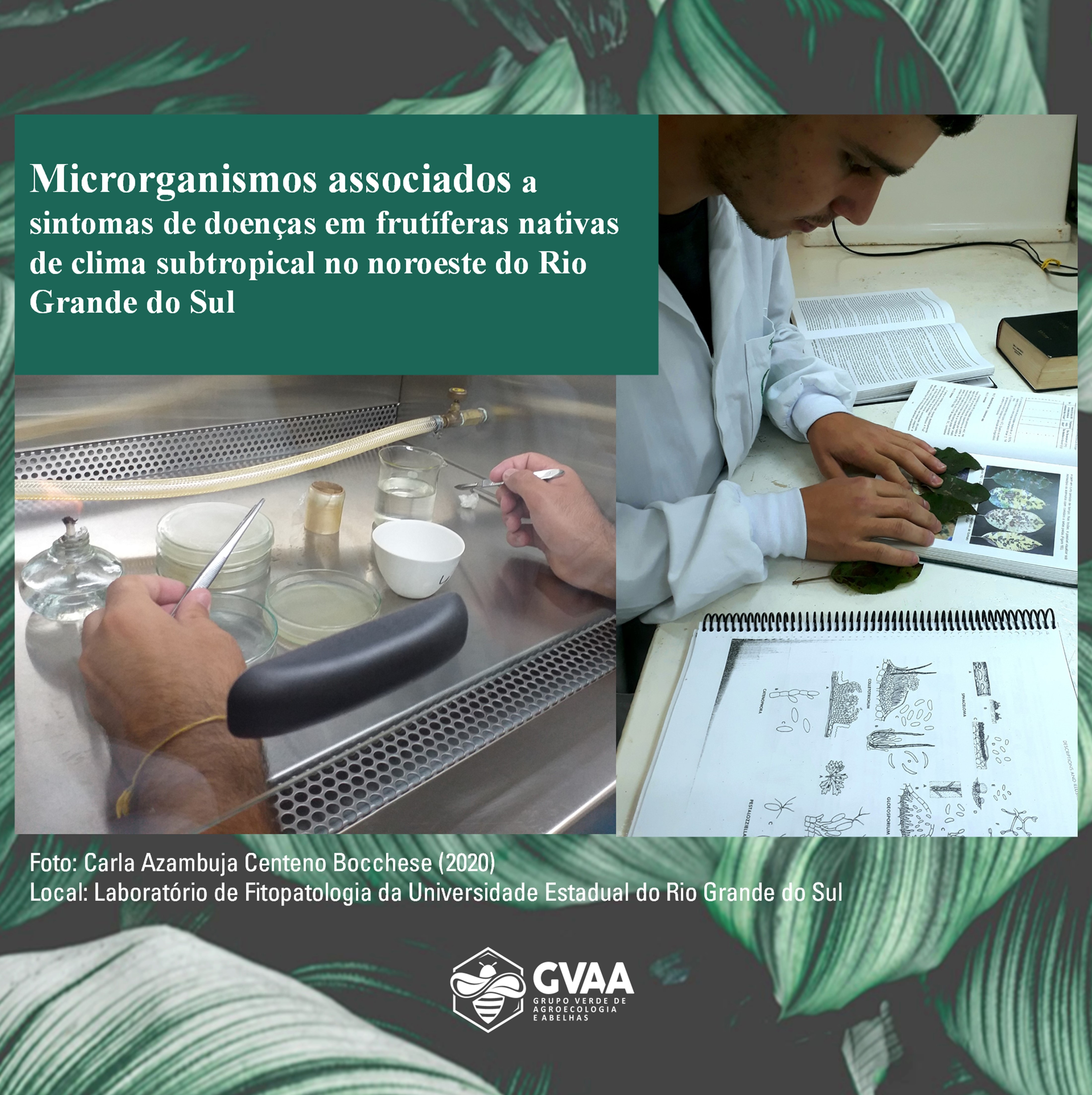 Microrganismos associados a sintomas de doenças em frutíferas nativas de clima subtropical no noroeste do Rio Grande do Sul