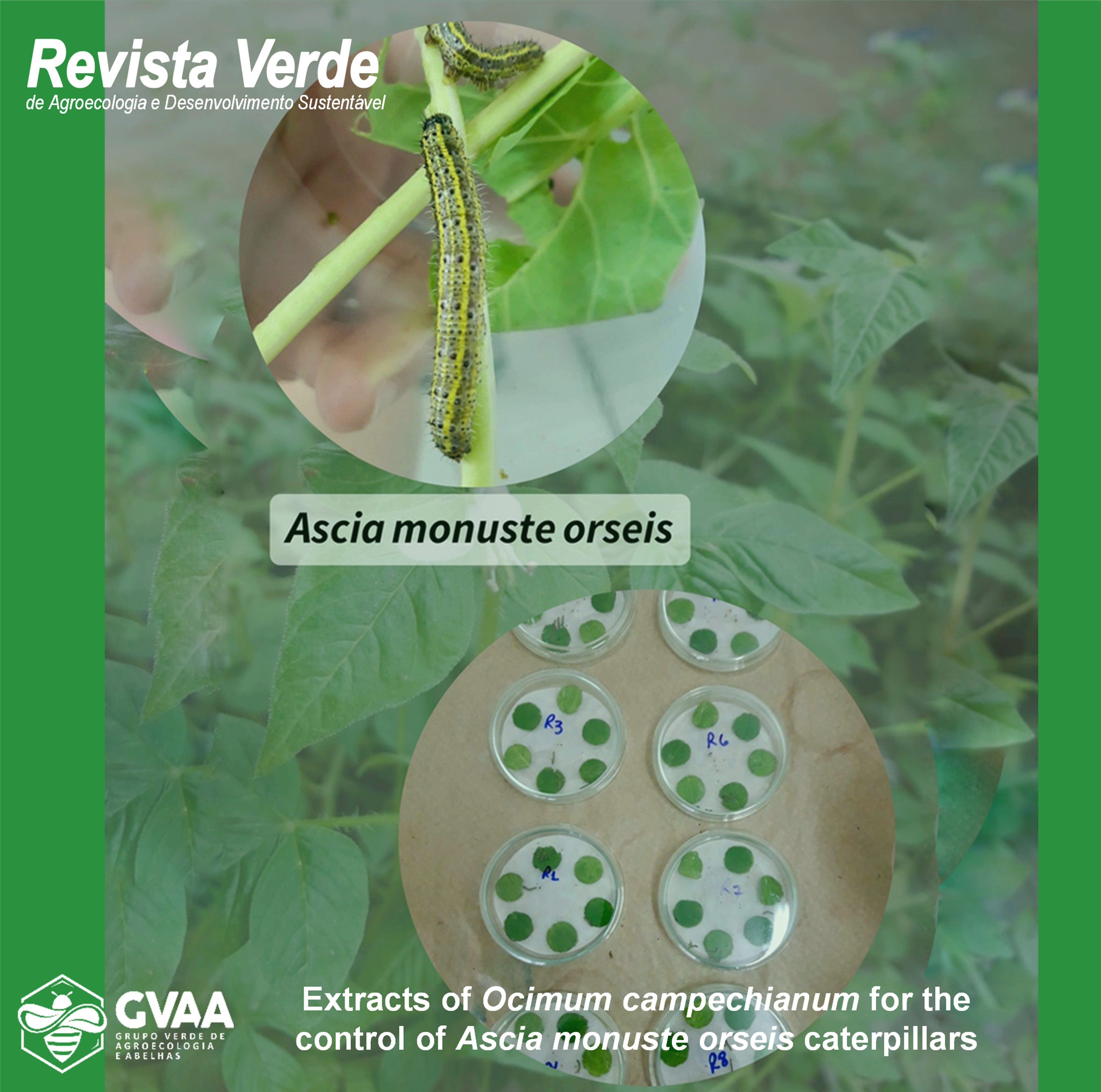 Extracts of Ocimum campechianum for the control of Ascia monuste orseis caterpillars: responses on preference and development
