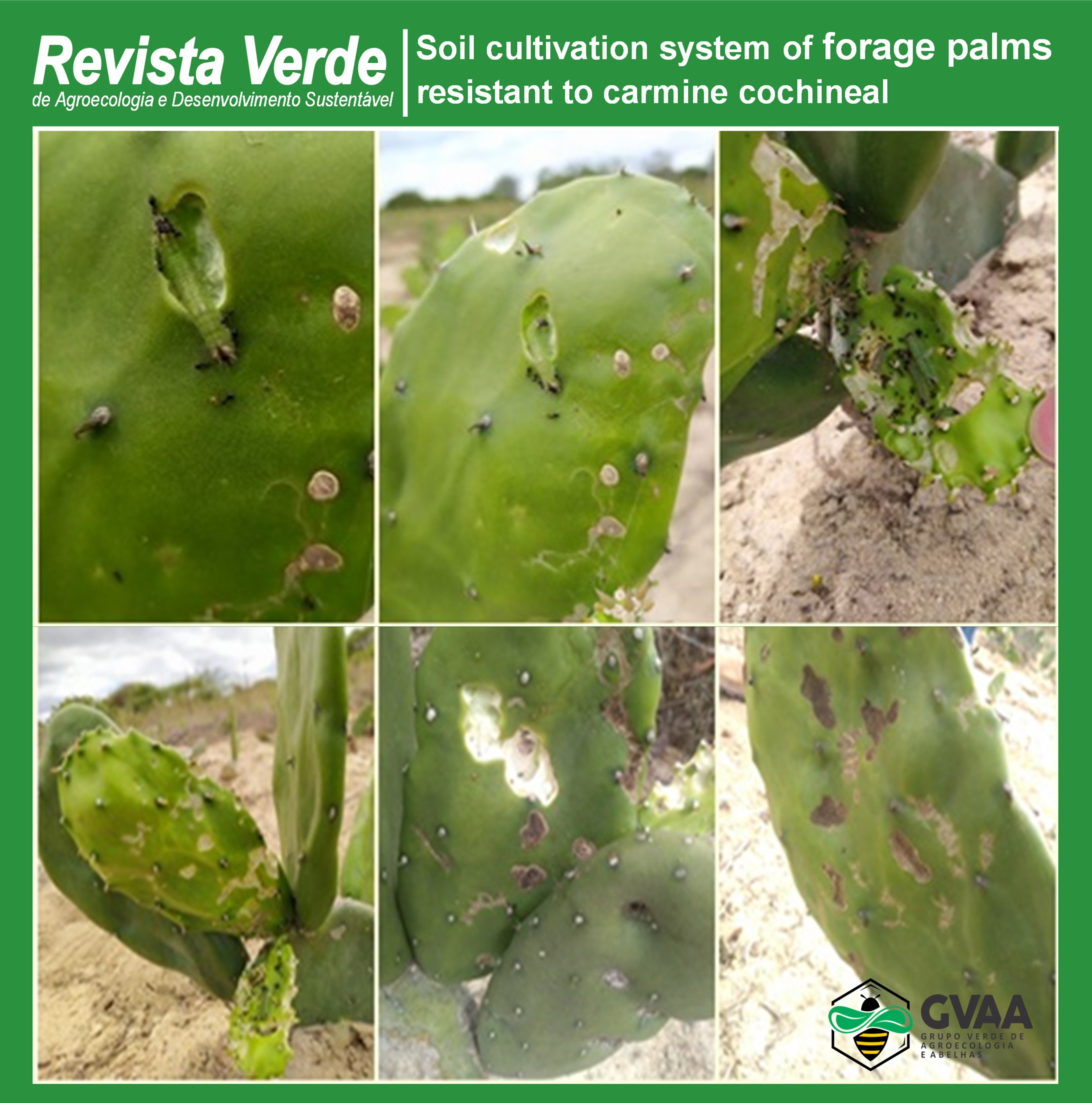 Soil cultivation system of forage palms resistant to carmine cochineal