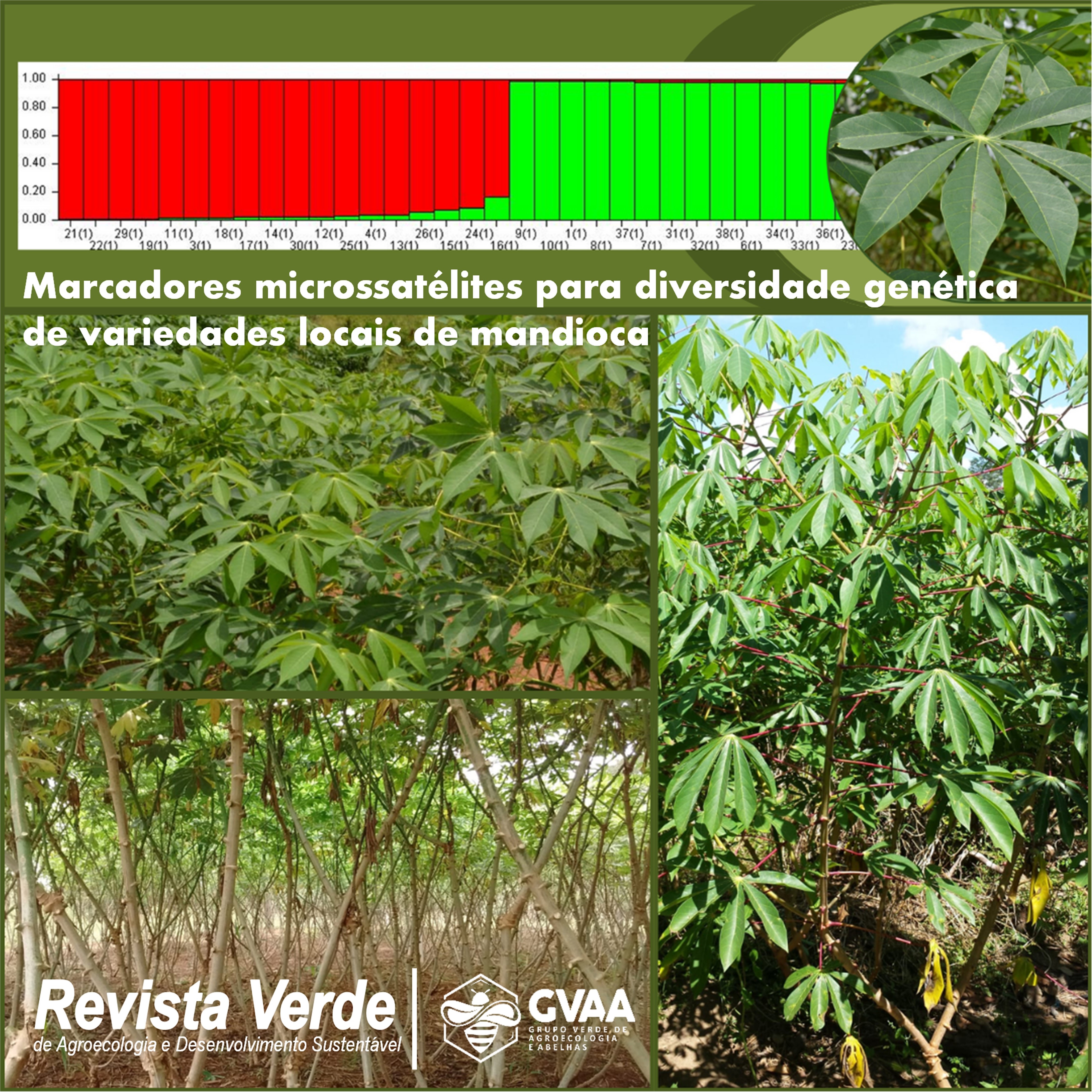 Utilização de marcadores microssatélites para avaliação da diversidade genética de variedades locais de mandioca