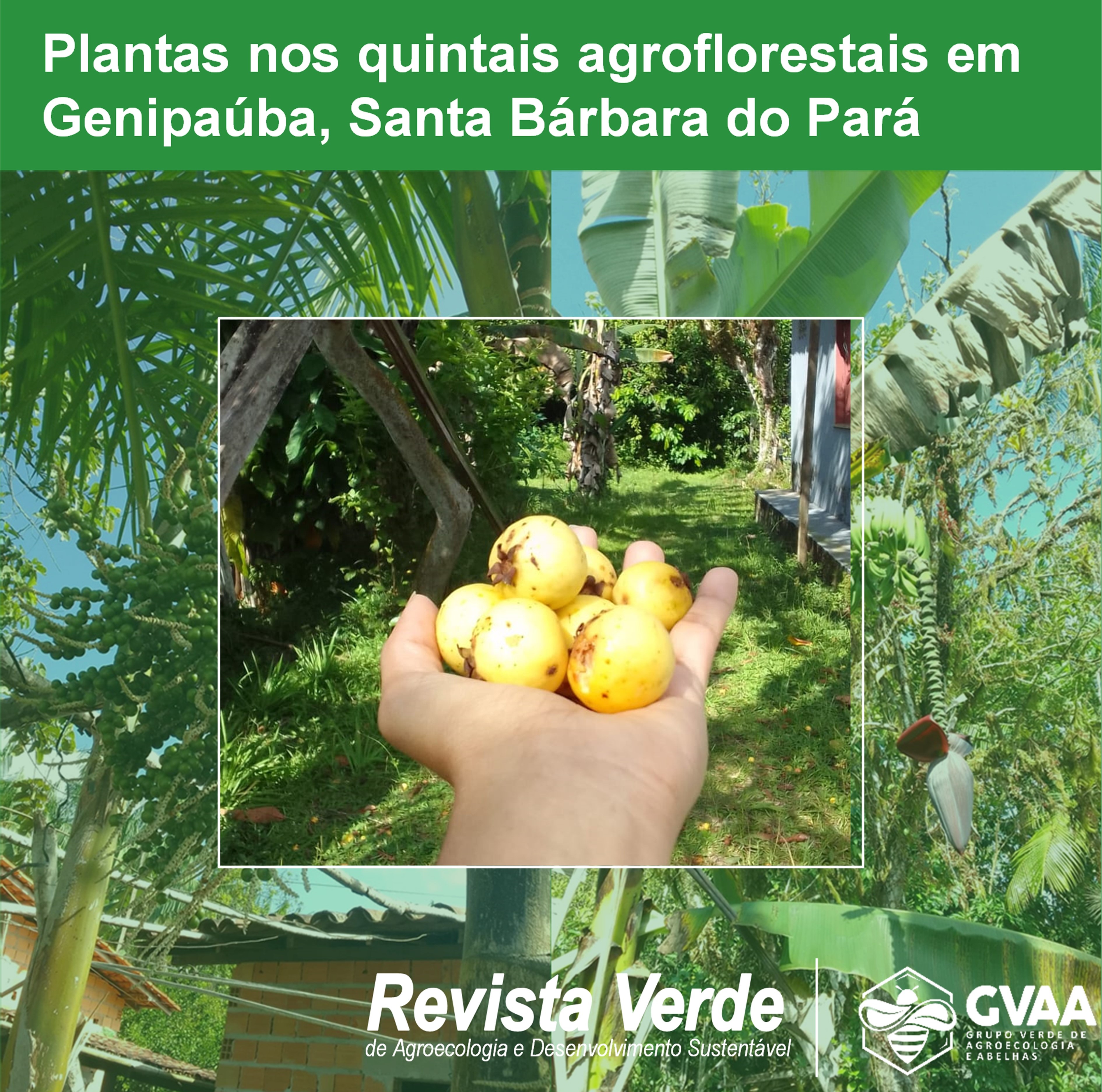 Composição e diversidade de plantas nos quintais agroflorestais da comunidade de Genipaúba, Santa Bárbara do Pará